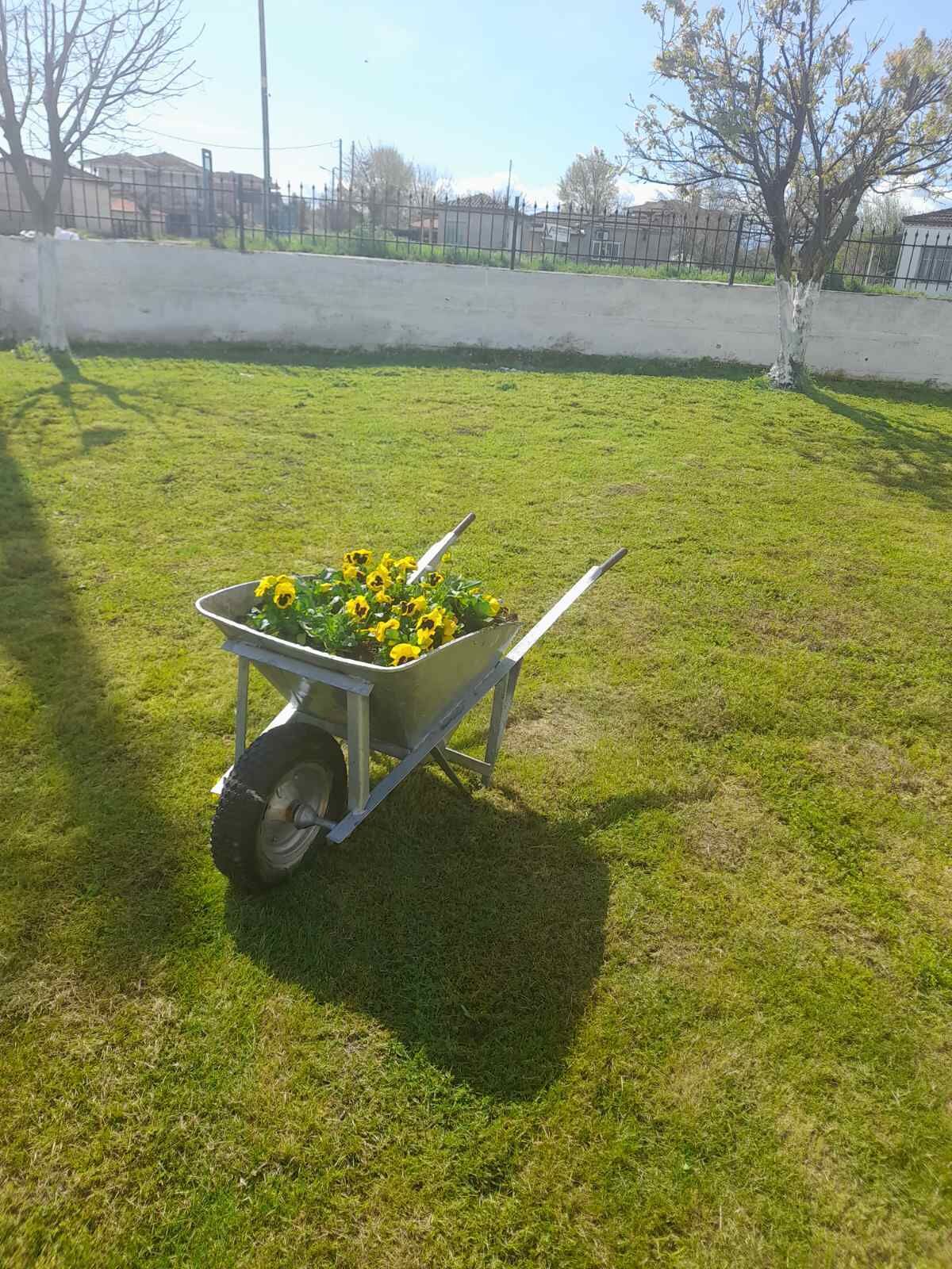A wheelbarrow with yellow flowers on a grassy field.