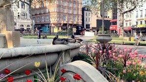 A public square with a fountain, surrounded by red and pink tulips, and buildings in the background. - Fantastic 1 Bedroom Flat Leicester Square West End (Greater London)