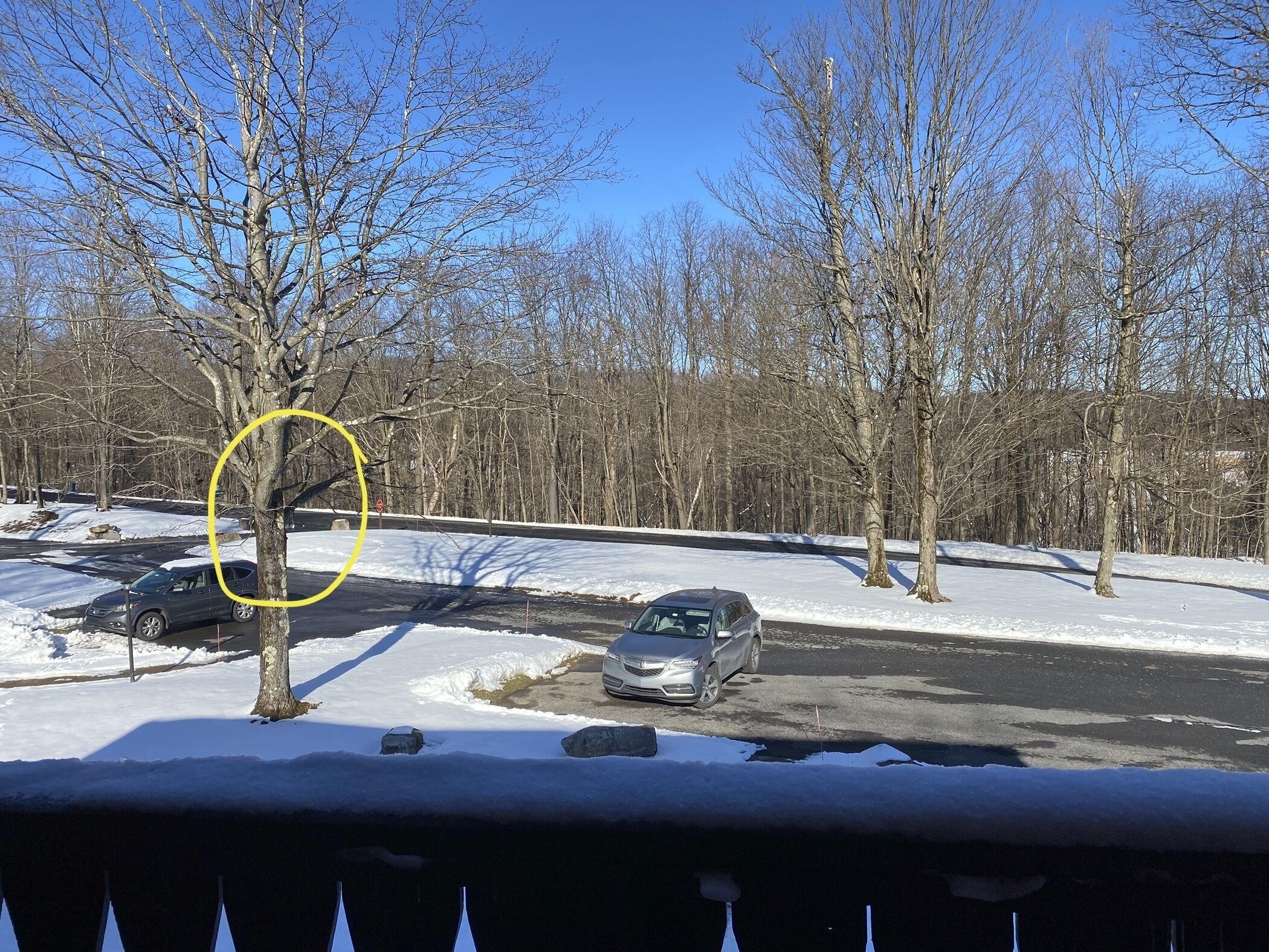 A snowy parking lot with two cars and leafless trees.