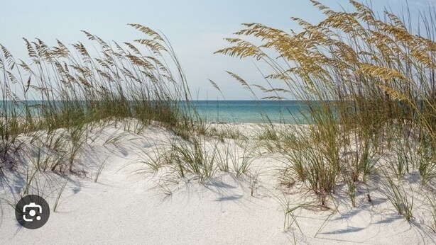A beach with sand dunes and tall grasses. - Newly renovated Lantana FL condo, All new luxury furnishings, 2 miles from Ocean (Lantana)
