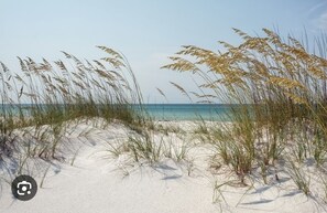 Ein Strand mit Dünen und hohem Gras.
