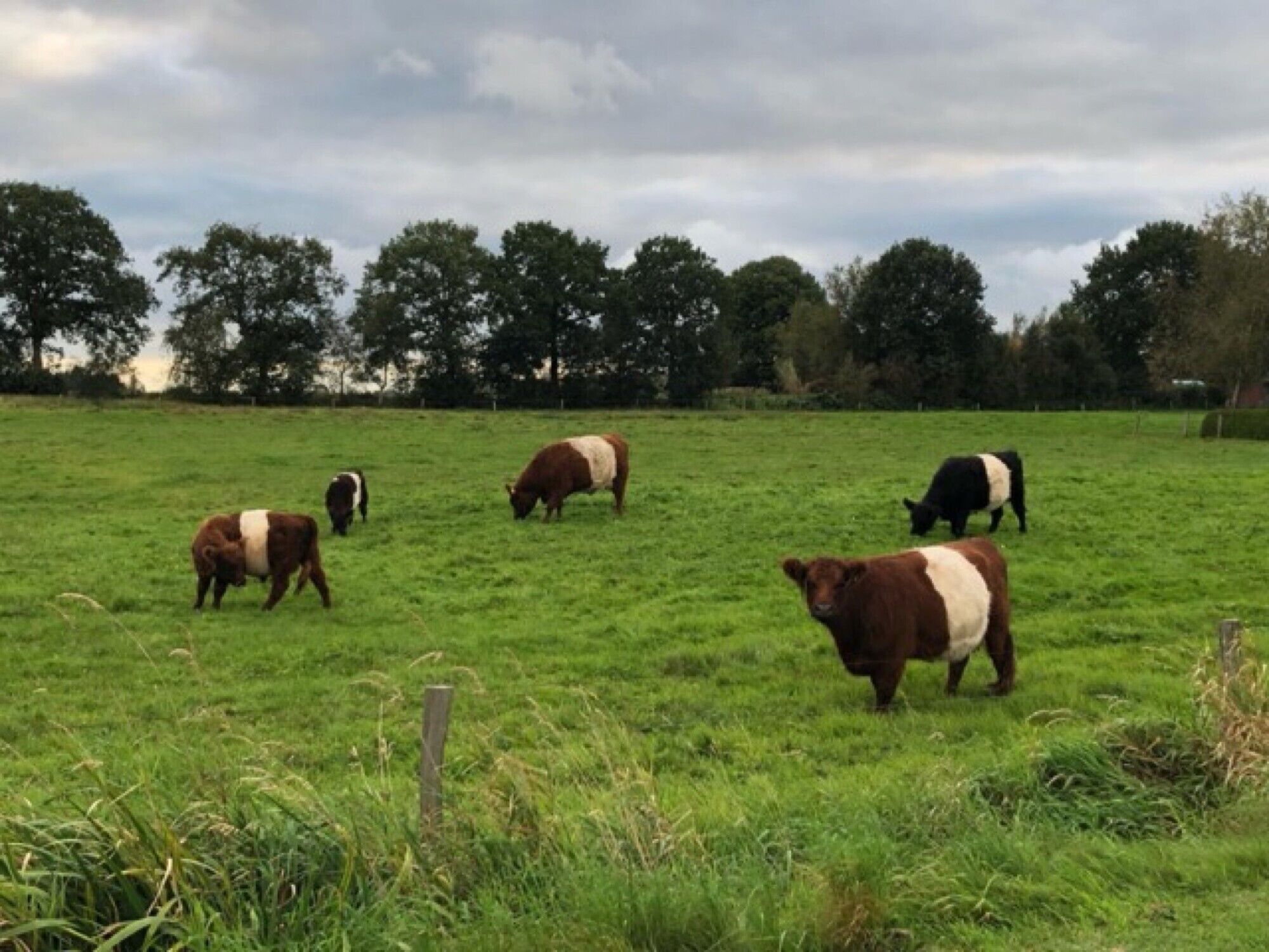 Een begraasd grasveld met koeien.