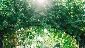 Un sendero en un jardín que conduce a un edificio blanco con una verja negra, rodeado de abundante vegetación y una planta grande.
