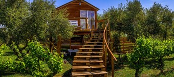 Terra Vine Collection - Dream Catcher 