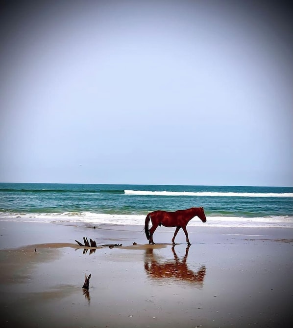 Ein Pferd geht am Strand entlang, im Hintergrund das Meer.