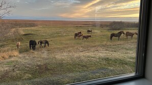 Une vue d’un champ où paissent des chevaux, avec une clôture et un horizon lointain.