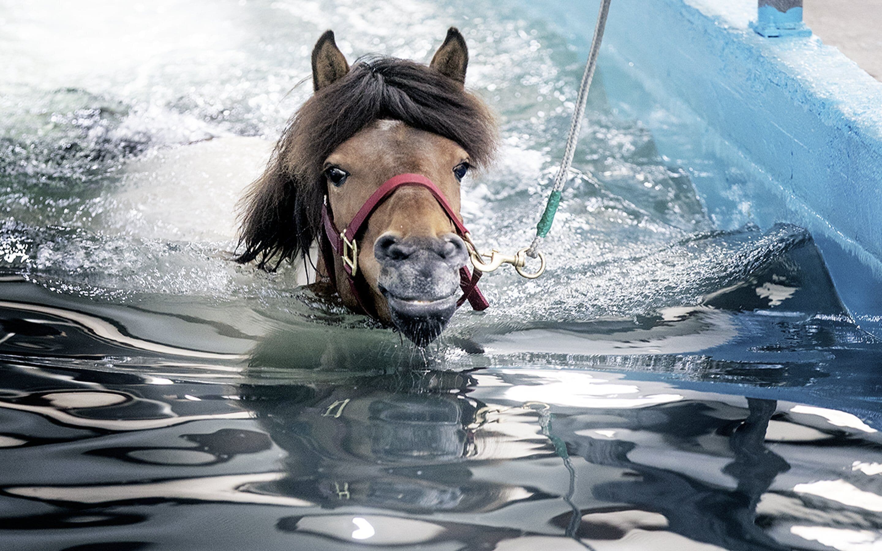 Un cavallo con una briglia rossa in acqua, con un oggetto blu sullo sfondo.