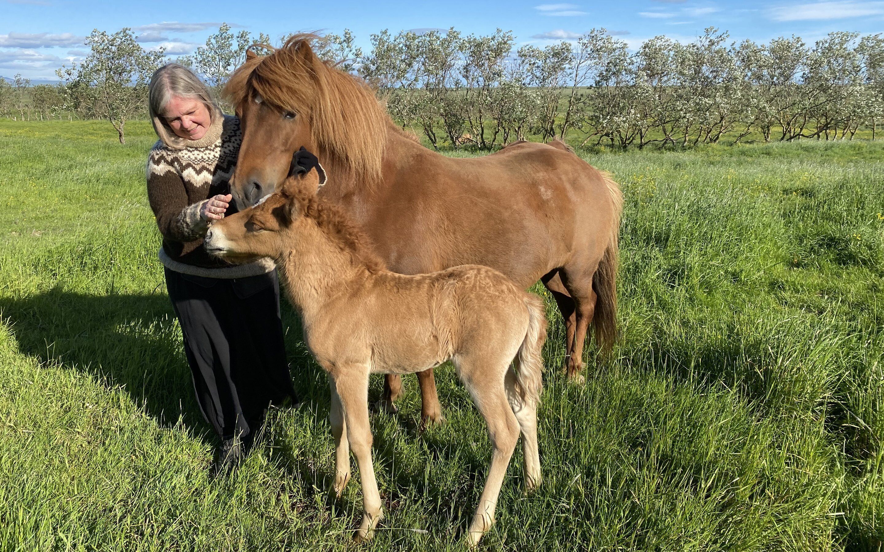 A person interacting with a horse in a grassy field with trees in the background.