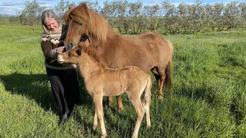 A person interacting with a horse in a grassy field with trees in the background.