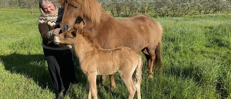A person interacting with a horse in a grassy field with trees in the background.