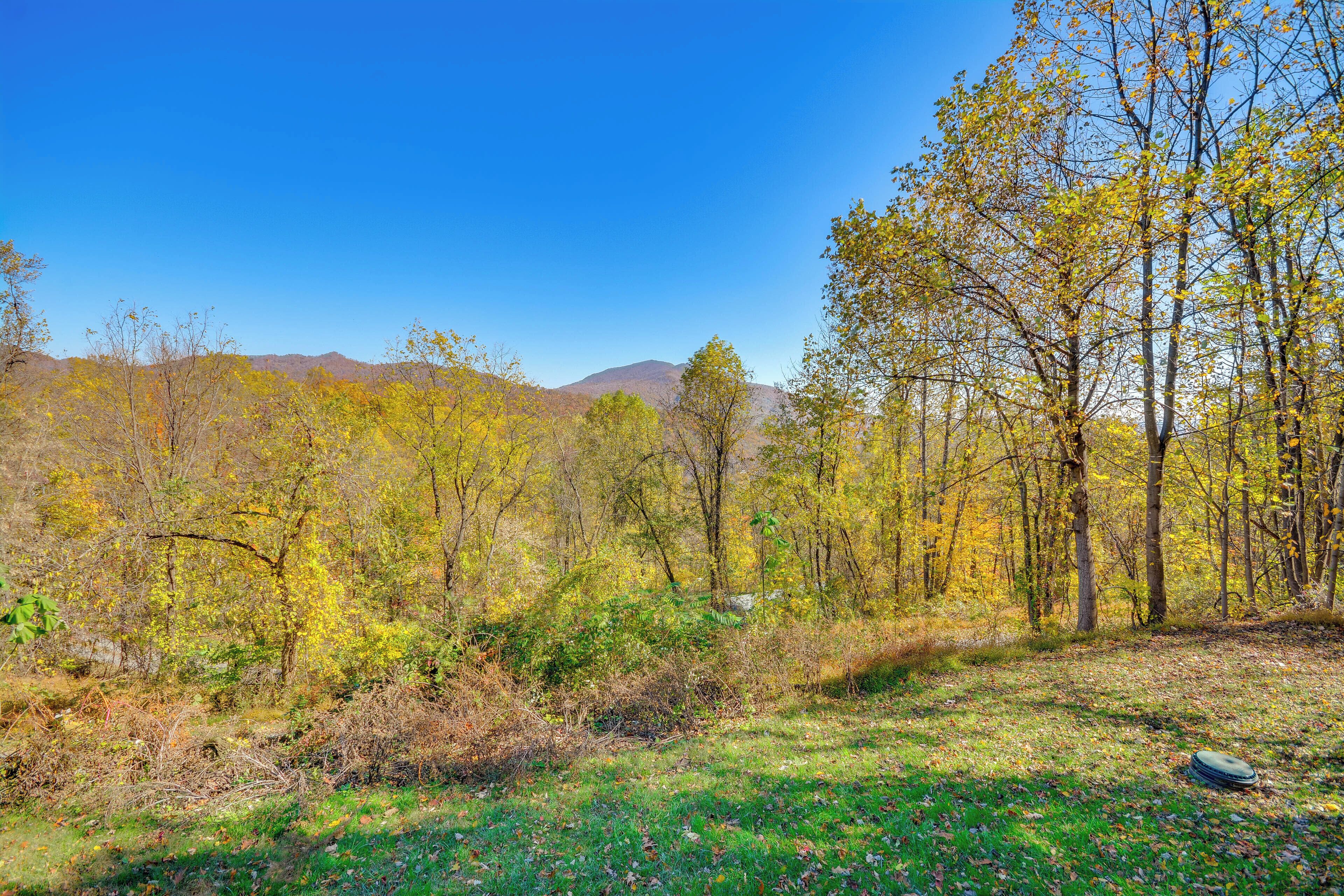 A forested area with a clear sky and distant mountains.