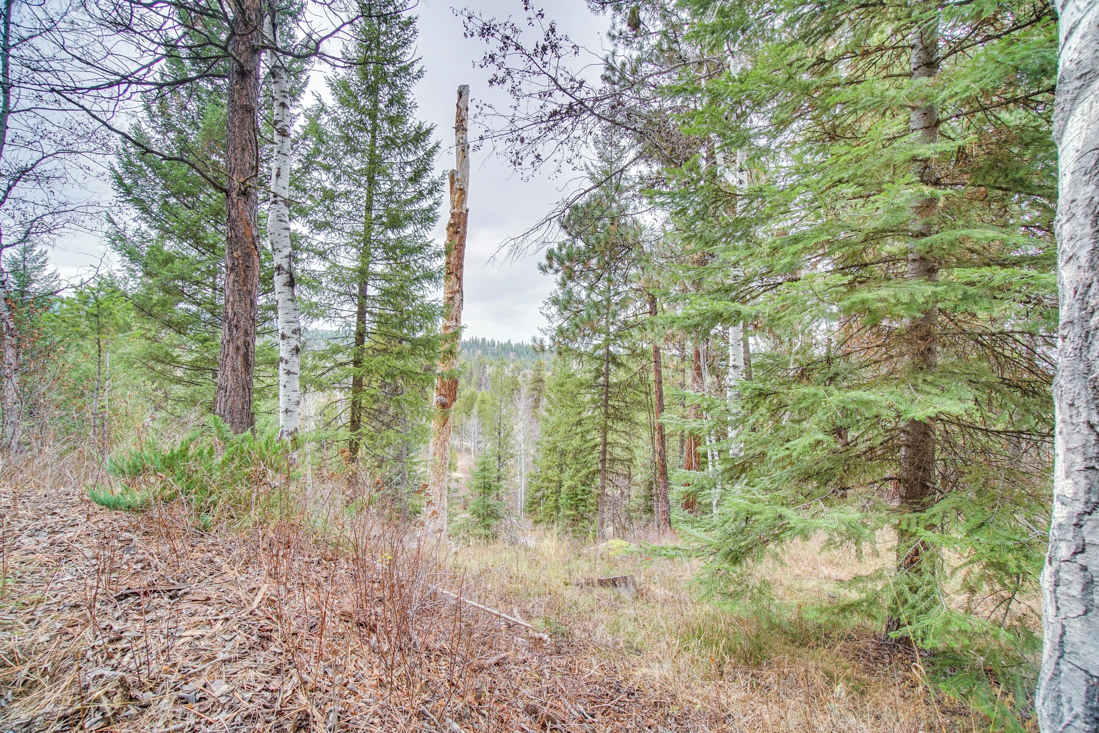 A forest with tall trees and a ground covered with dry leaves and pine needles.