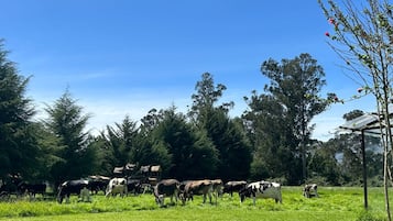 Cabin, 1 phòng ngủ, hút thuốc, quang cảnh vườn | Ngoại thất