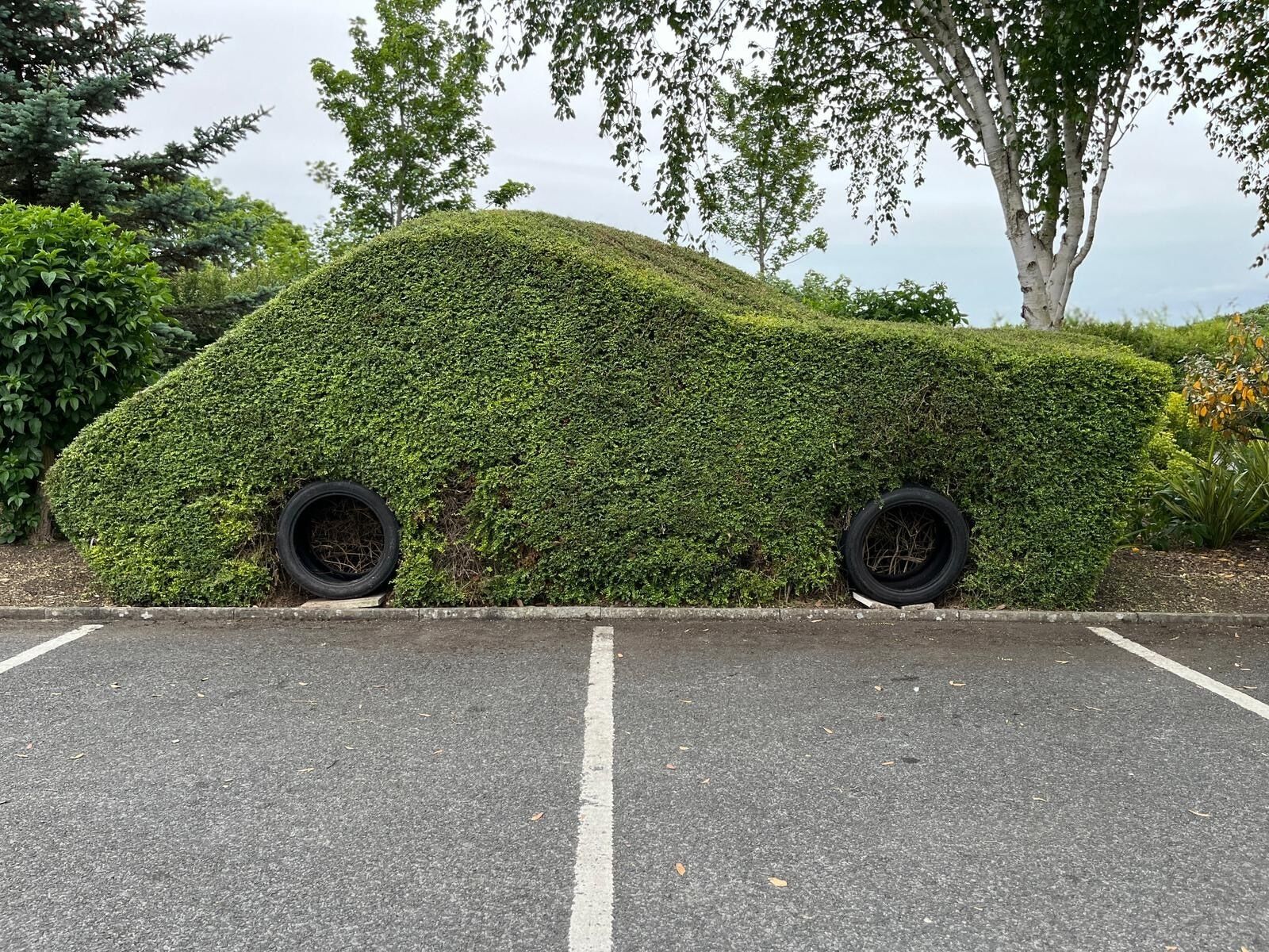 A parking lot with a car covered in green foliage.