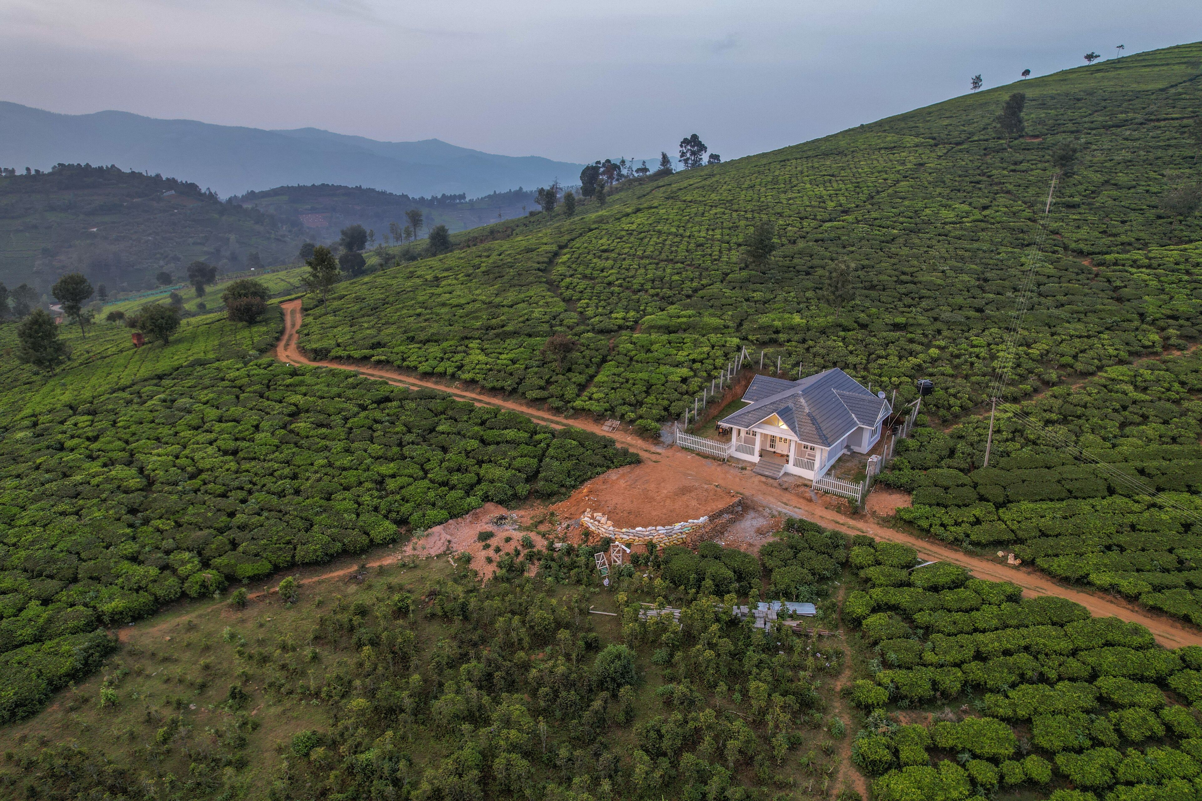 Una casa rodeada de exuberantes plantaciones de té verde, con un sendero de tierra que conduce a la entrada.