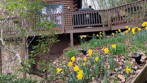 A log cabin with a deck, surrounded by trees and daffodils. - Cozy Mtn Log Cabin, wonderful views, 5 mins from Hayesville town sq, sleeps 8. (Hayesville)
