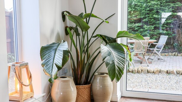 A corner with a large potted plant, two ceramic vases, and a lit lantern on a windowsill. - Meadowfields (Whitby)
