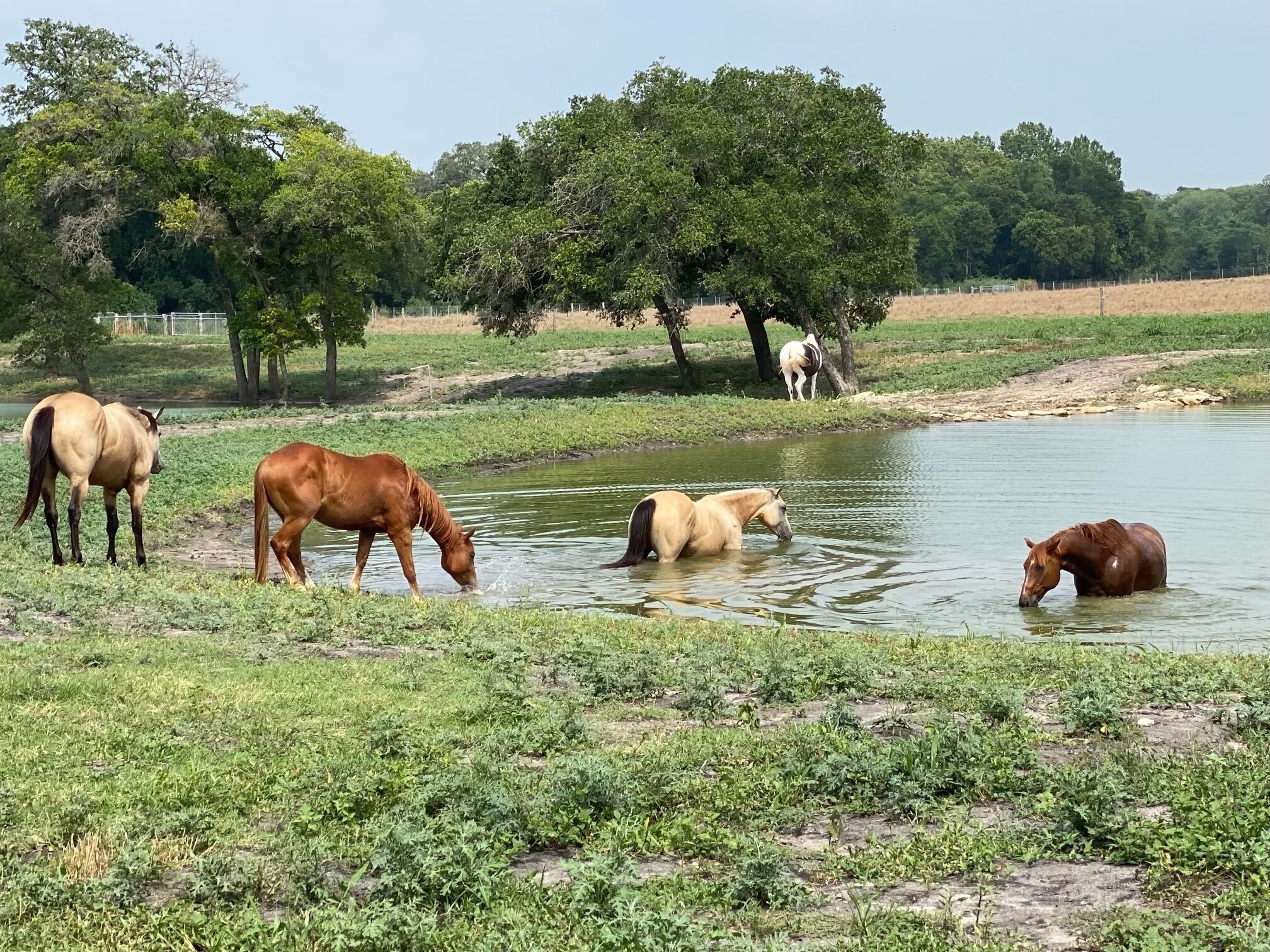 6 Suites on 73 Acres - 10min to Round Top - halfway between Austin & Houston