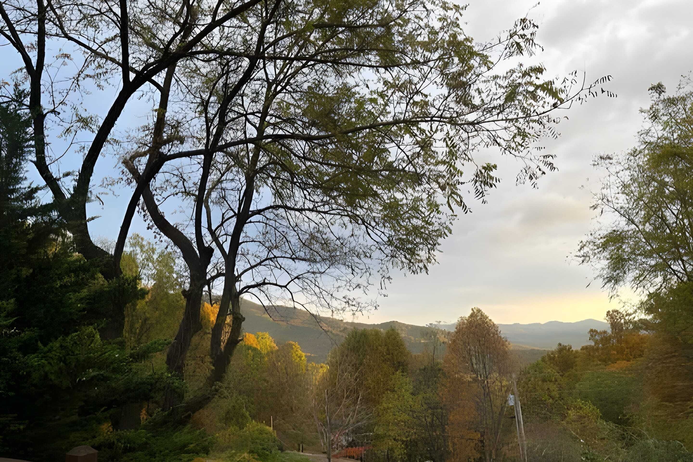 Un paisaje boscoso con cielo despejado y montañas a lo lejos.