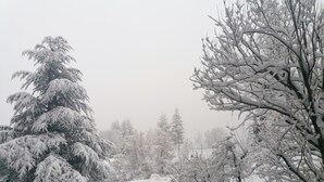 Schneebedeckte Landschaft mit Bäumen und einer Bank.