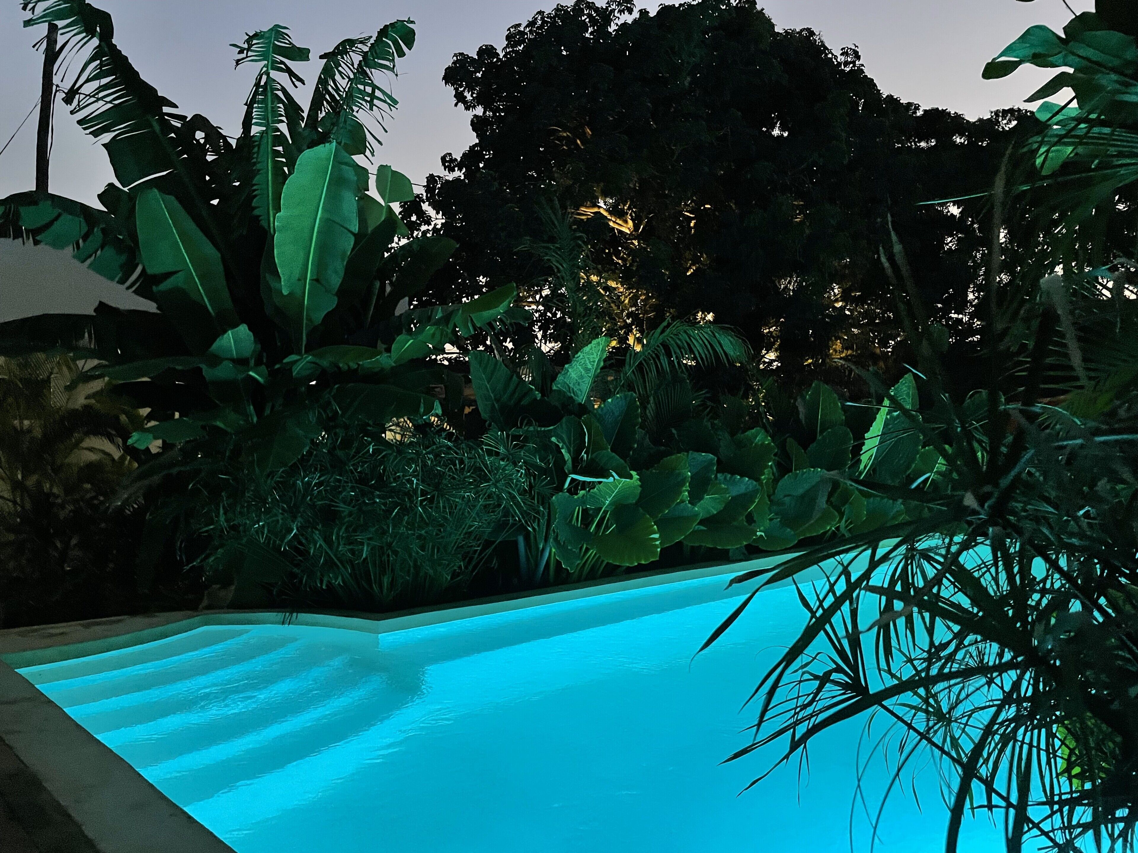 A swimming pool surrounded by lush tropical vegetation at dusk.