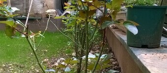 Apartment 'Oasis T3' with Shared Terrace, Private Garden and Wi-Fi