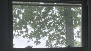 A window with a view of a tree and a fence with horses grazing.