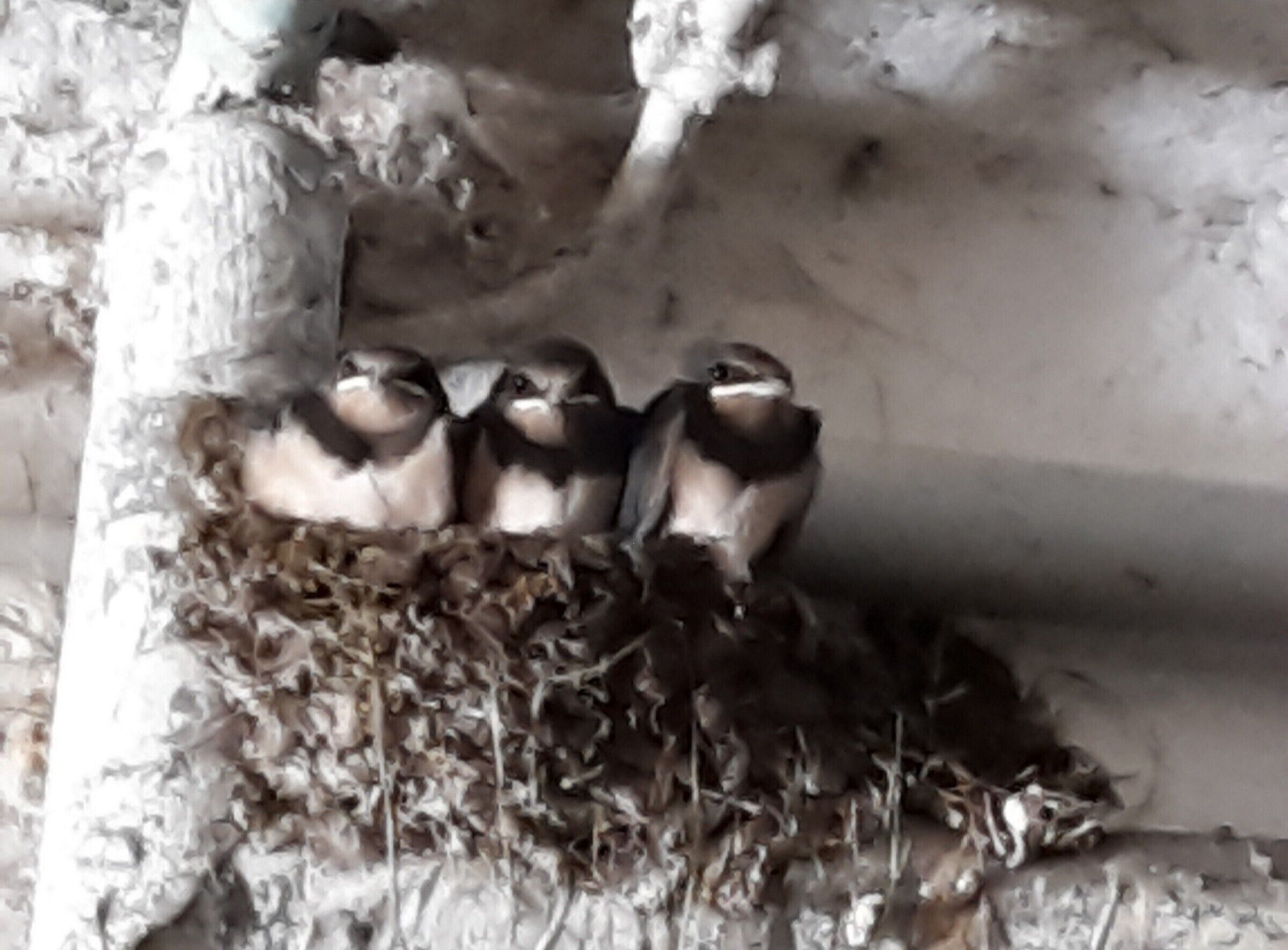 Ein Vogelnester mit drei Jungvögeln.