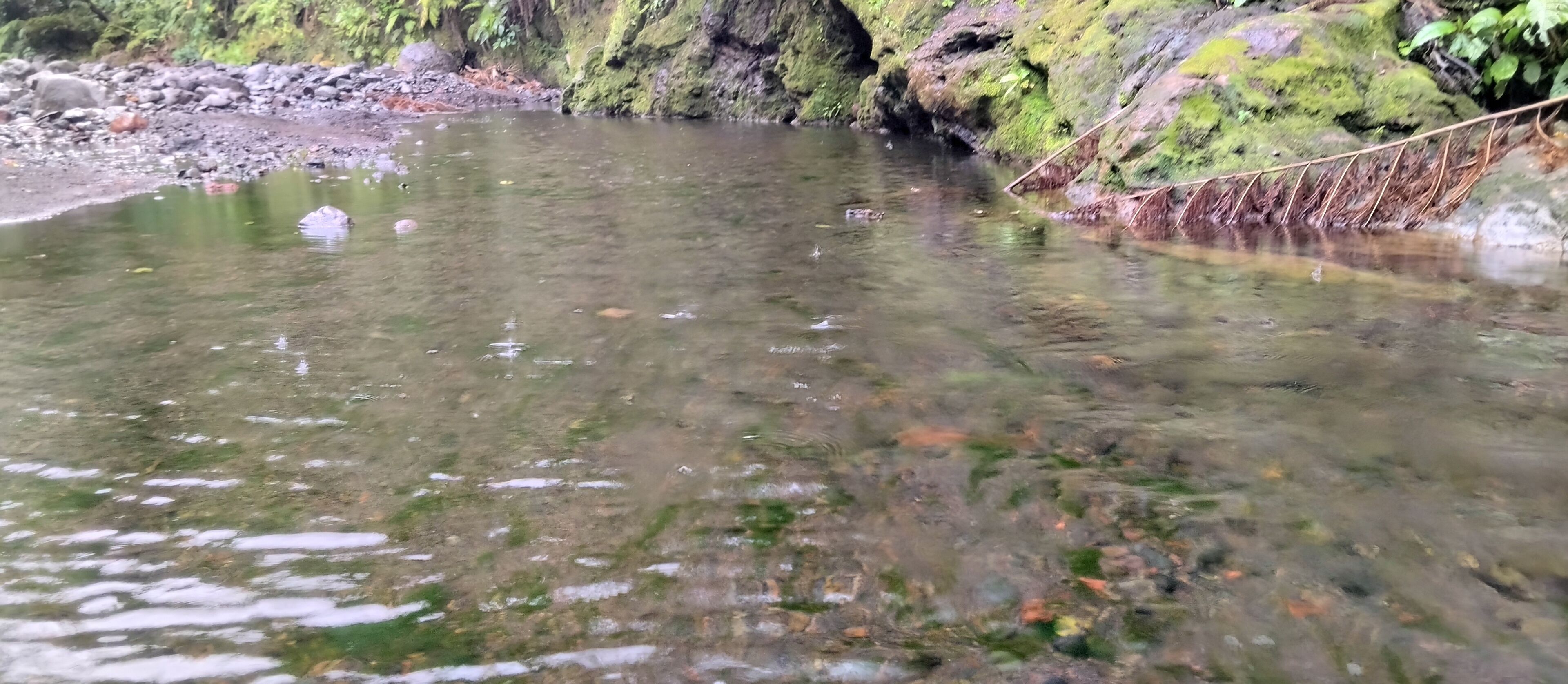 A clear river with rocks and moss-covered banks.