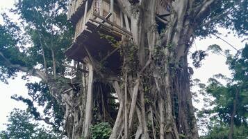 A treehouse built into a large tree with extensive roots.