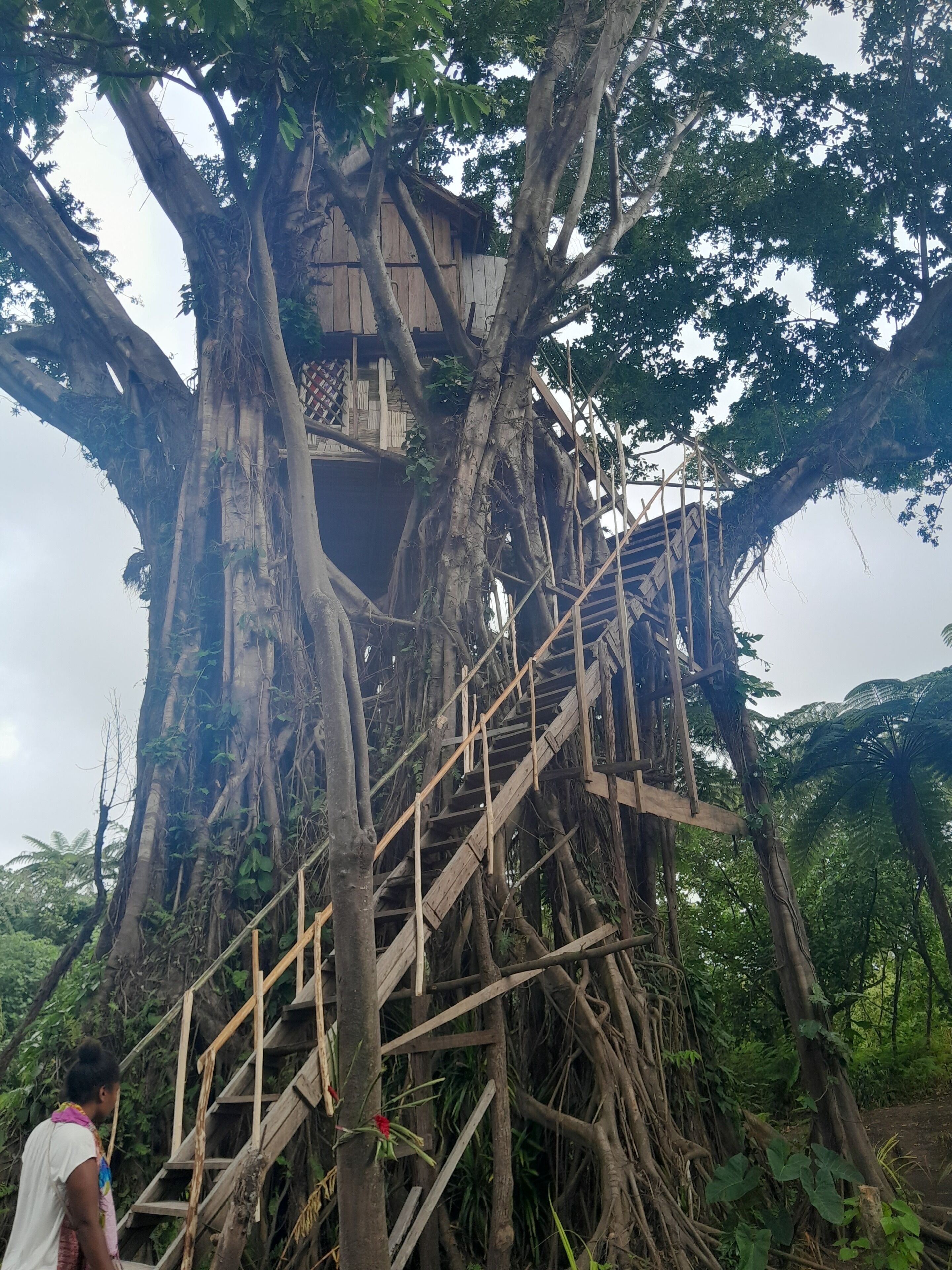 A treehouse with a wooden staircase built into the trunk, surrounded by dense foliage.
