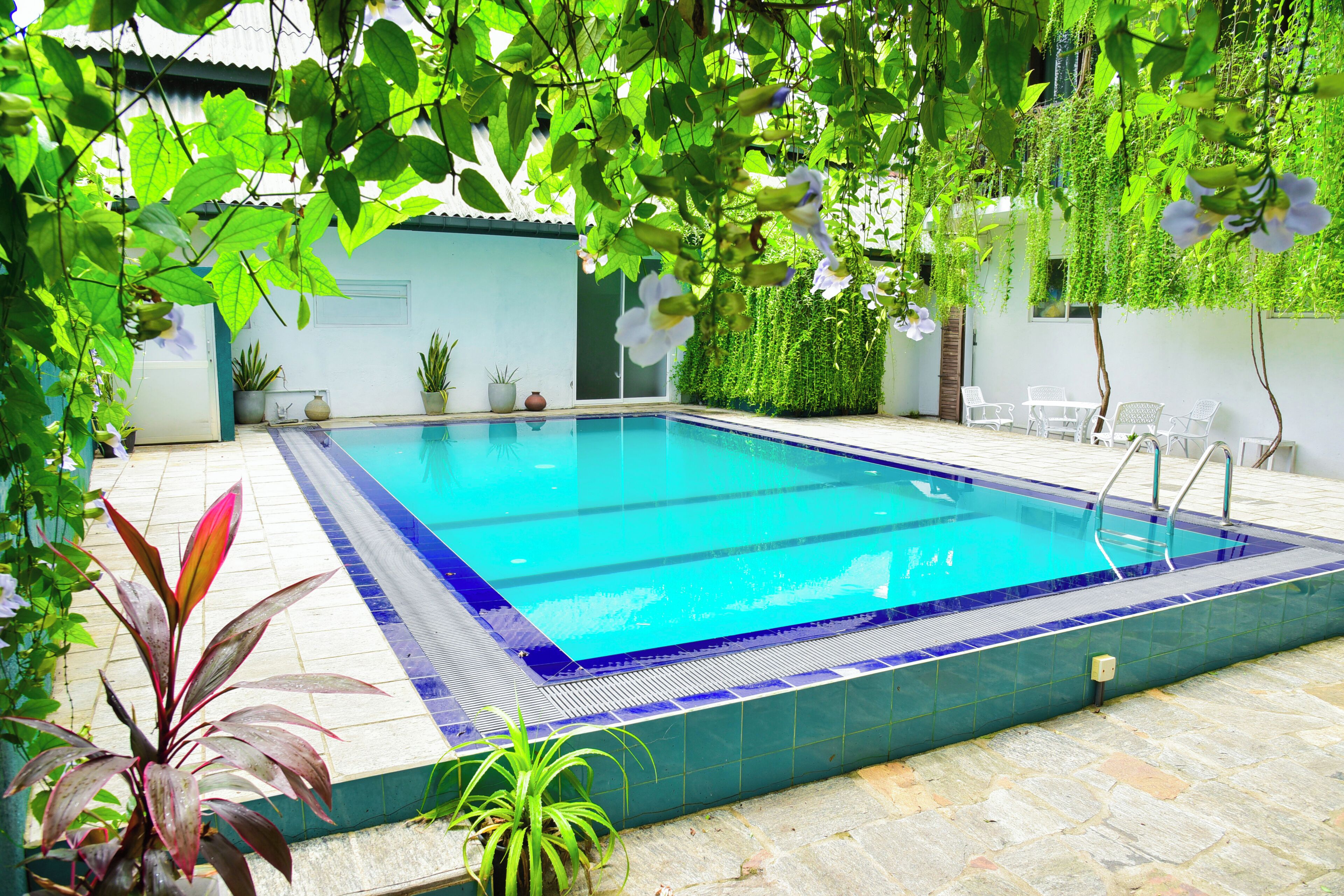 A rectangular swimming pool with a tiled edge, surrounded by potted plants and a white wall.