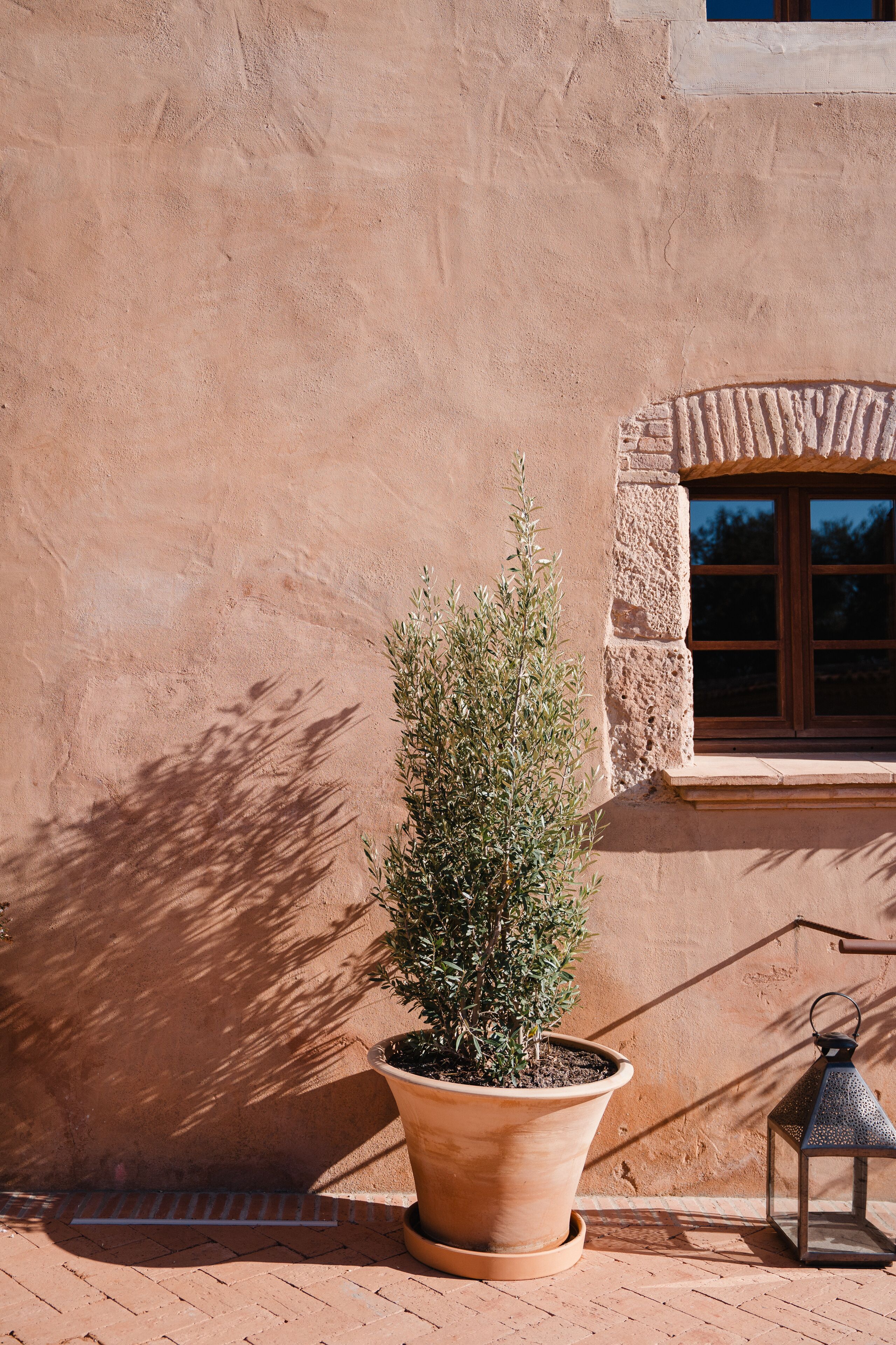 A potted plant next to a building with a window.