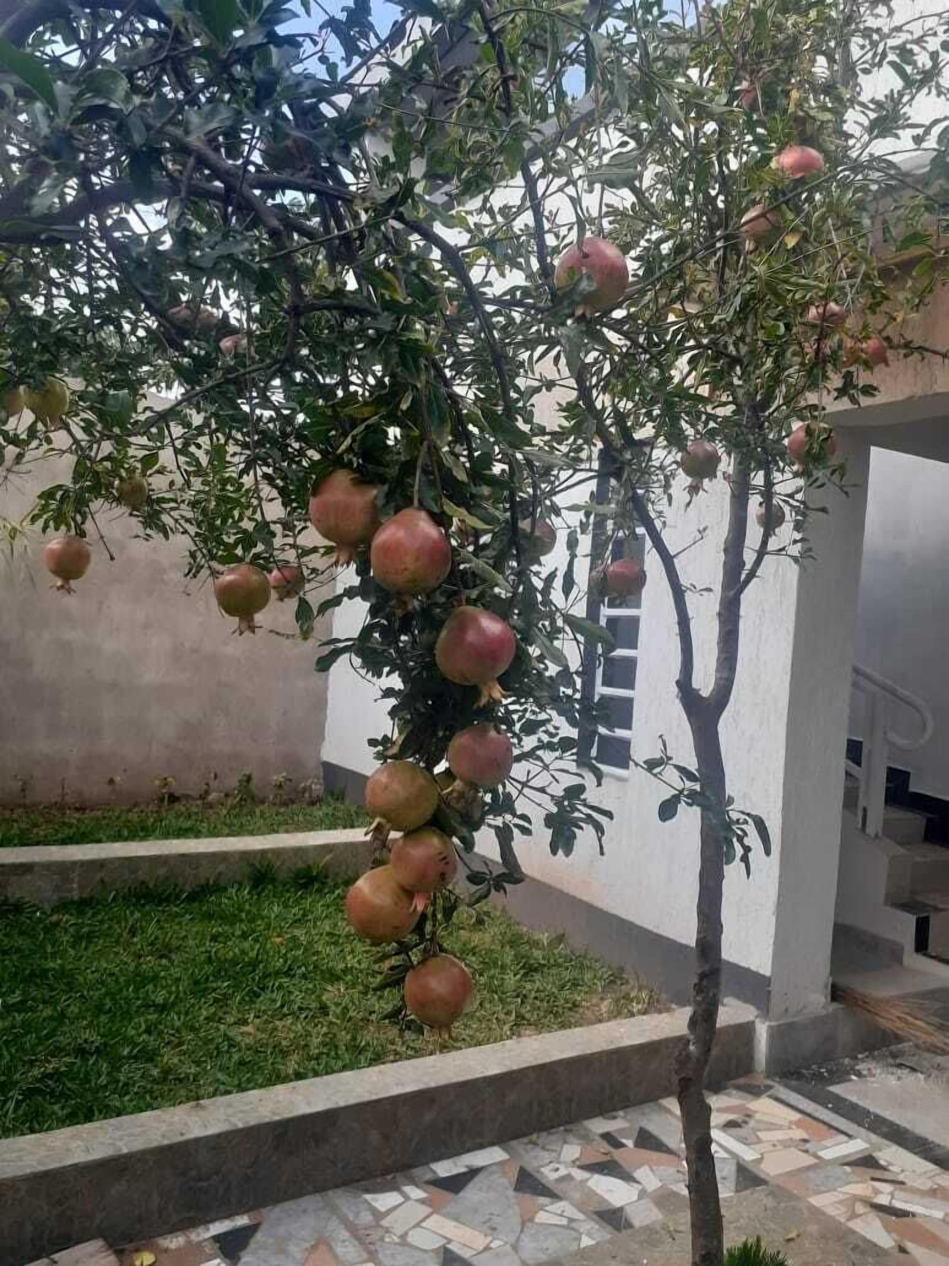 Et granatæbletræ med modne frugter i en gårdhave med flisetæller og en hvid mur.