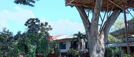 Una estructura tipo casa del árbol construida en un árbol grande, rodeada de follaje denso y una zona residencial con viviendas.