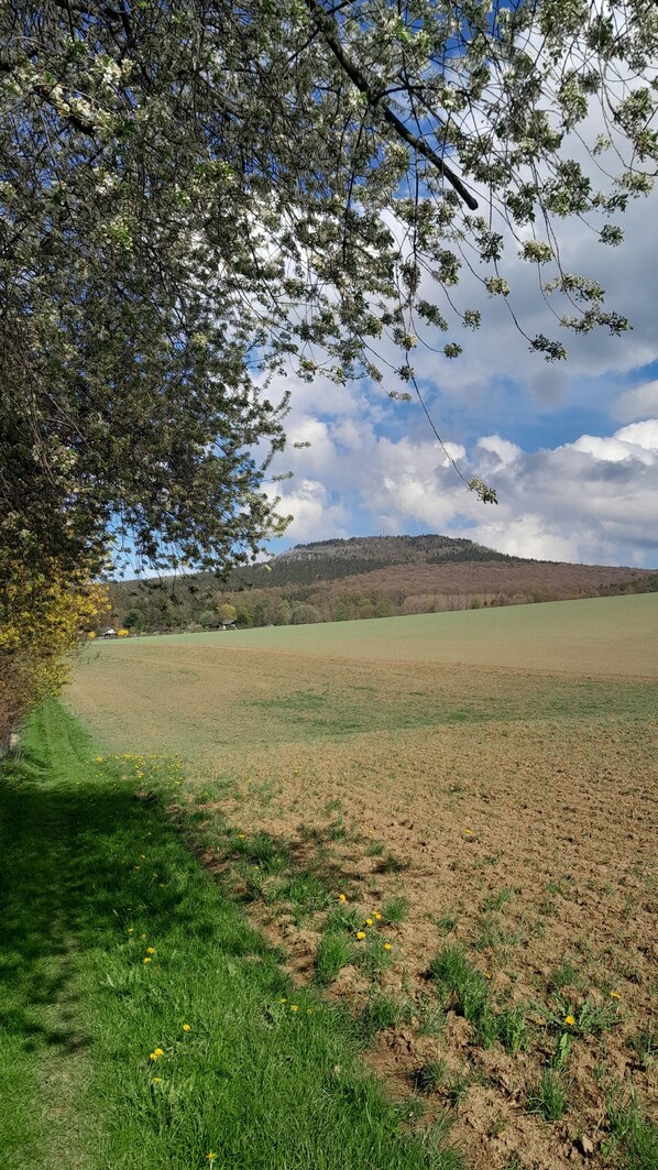 A rural landscape with a field, a tree with blossoms, and a hill in the background.