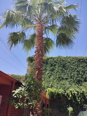 テラス / パティオ