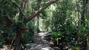 A forest path with a stone walkway surrounded by dense greenery and trees. - Embalse del Sisga- El Cobijo Casa de Campo (Cundinamarca)