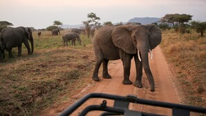 A dirt road with elephants in the background. - Osero Serengeti Luxury Tented Camp (Serengeti)