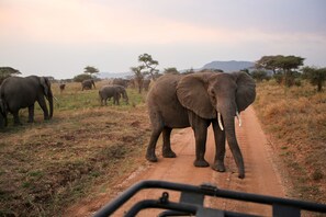 Exterior - Osero Serengeti Luxury Tented Camp (Serengeti)