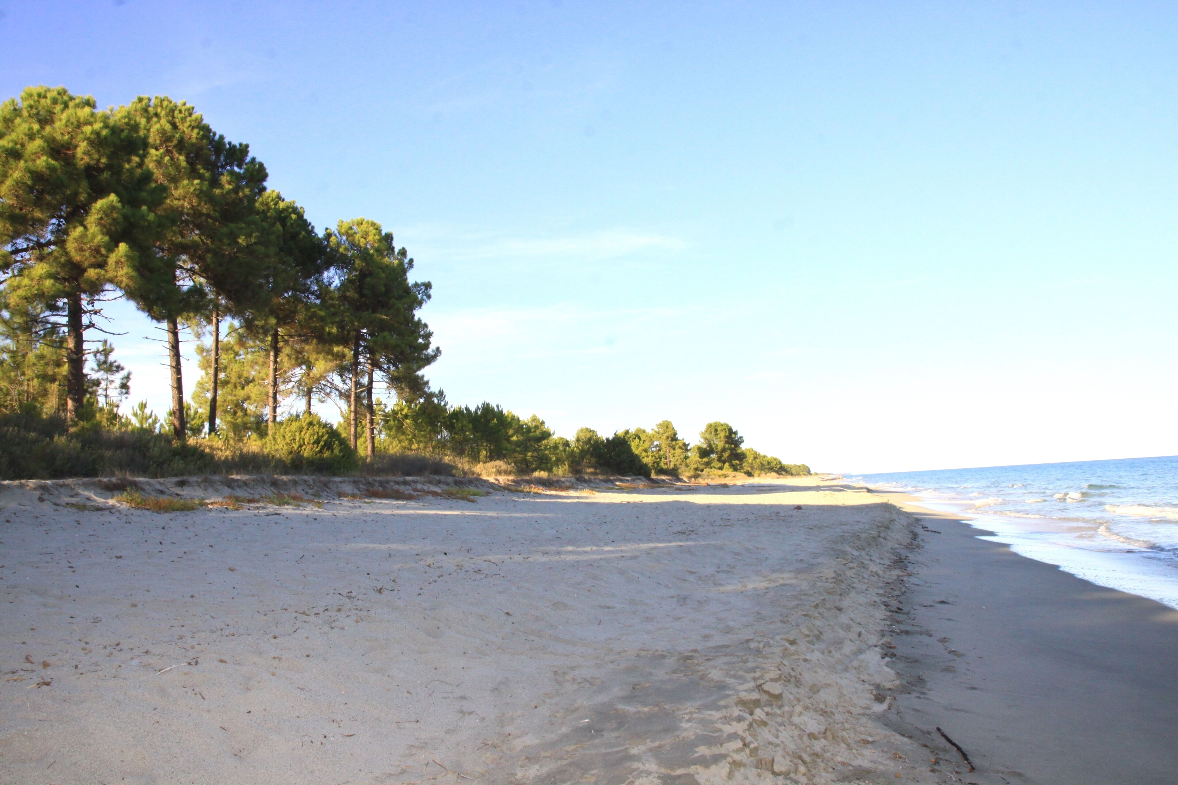 A sandy beach with trees and a clear sky.