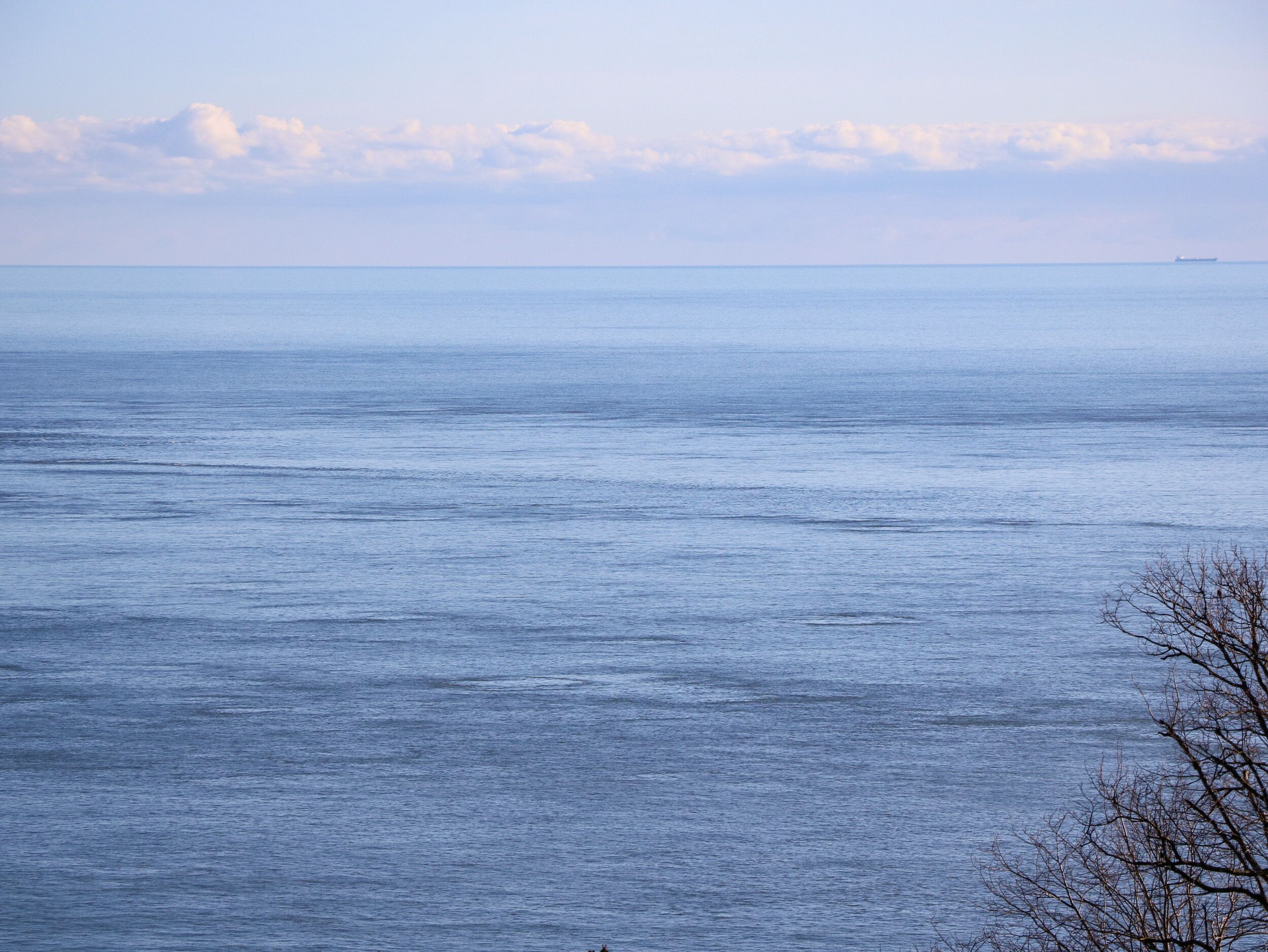 A view of a calm sea with a distant ship, clear sky, and a leafless tree in the foreground.