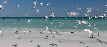 Siesta Key Sanctuary -Pool-Kayaks-TikiHut-King bed