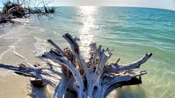 Un morceau de bois flotté sur une plage, avec une eau claire et une mer calme en arrière-plan.