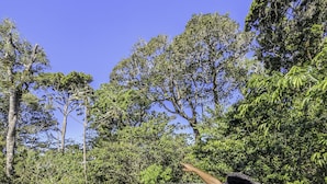 A person sitting on a chair on a balcony with a view of dense green trees. - Quality Cabins Monteverde #4 (Monteverde)