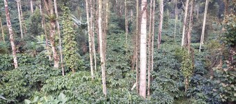 Enjoy with your family at our home stay, Exotic house in coorg, Pet-friendly !