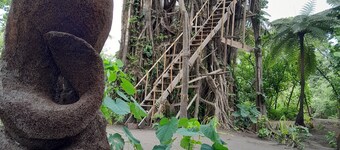 Tree House 