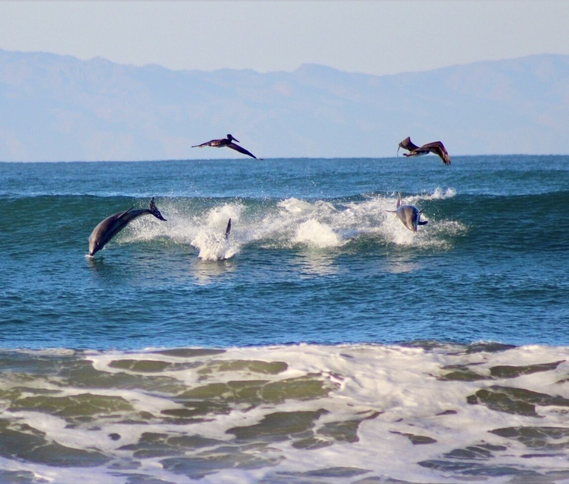A coastal scene with a dolphin jumping out of the water, a bird flying overhead, and a mountainous background.