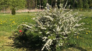 Un paysage naturel composé d’une variété d’arbres, d’un champ herbeux et d’un arbuste en fleurs.