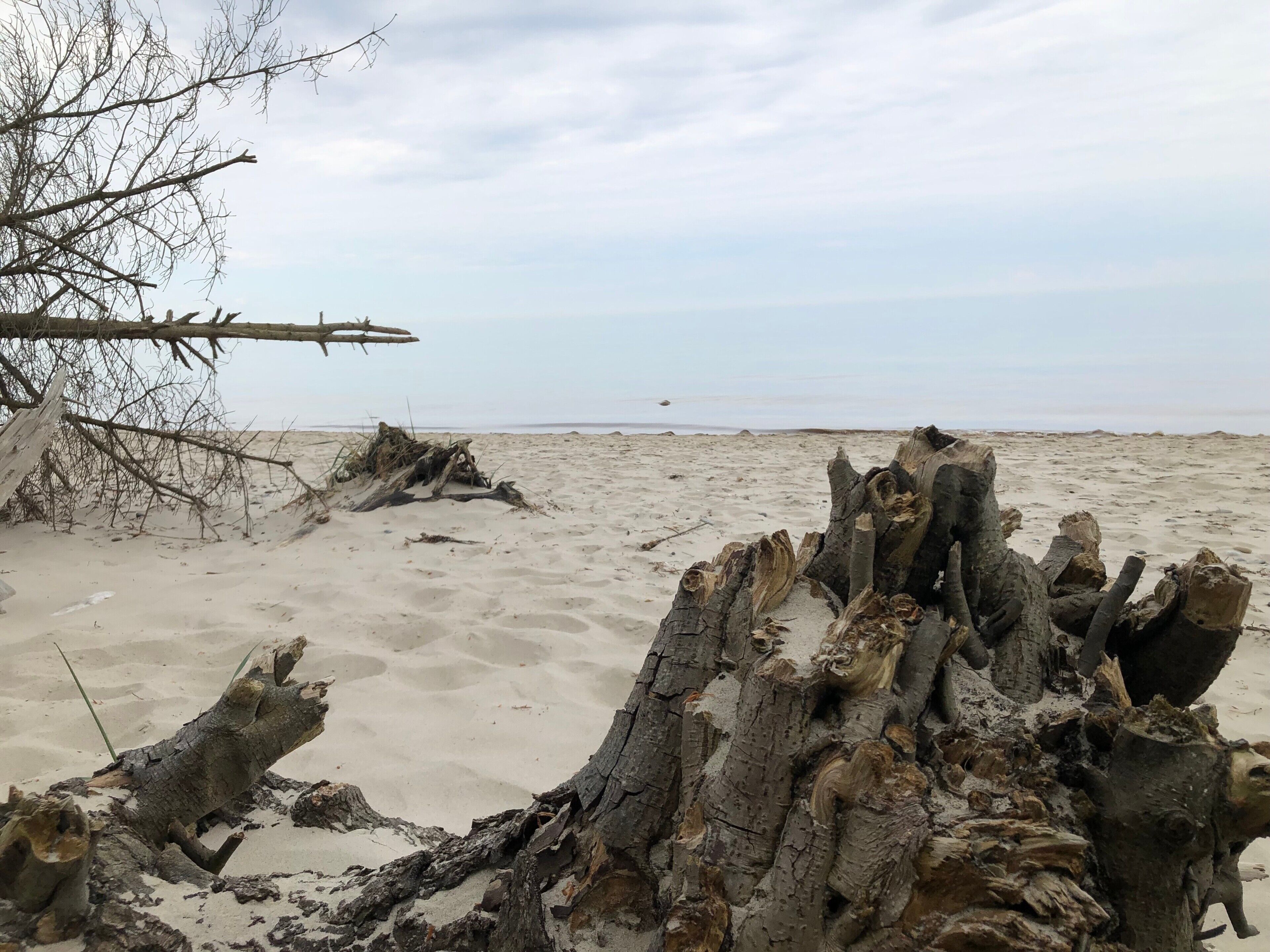 Ein Strand mit Treibholz und einem Ast.